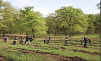 نجوای سبز طبیعت در خراسان‌شمالی؛ کاشت ۴.۵ میلیون نهال